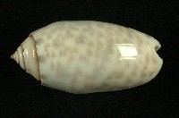 藏品(寶島榧螺)的圖片